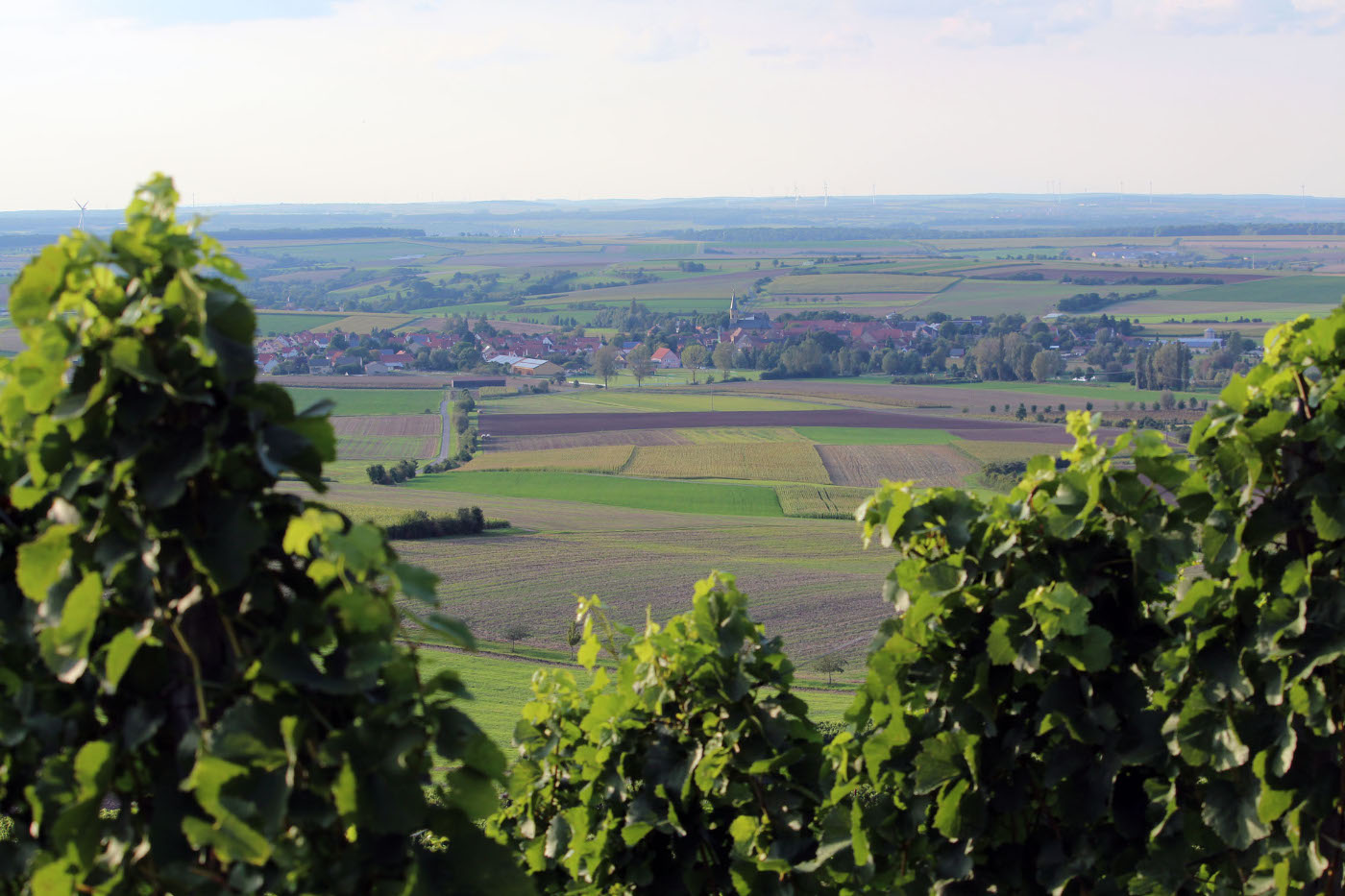 Weinlandschaft Nähe Ferienwohnung am Steigerwaldrand